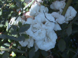 DSC00091.JPG