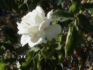 DSC00106.JPG